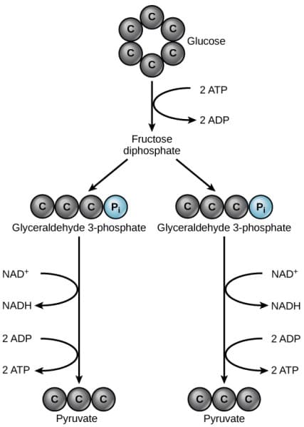 The Biochemical Circle of Life(Part 2 of 2): Cellular Respiration