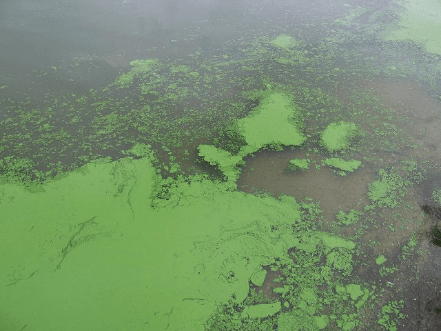 Earth’s first photosynthetic organisms now kill millions of aquatic organisms each year. What are Cyanobacterial blooms and how are they mitigated?