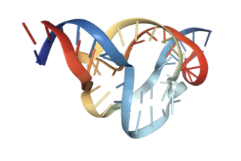 The RNA World Hypothesis – Origin of Life on Earth?
